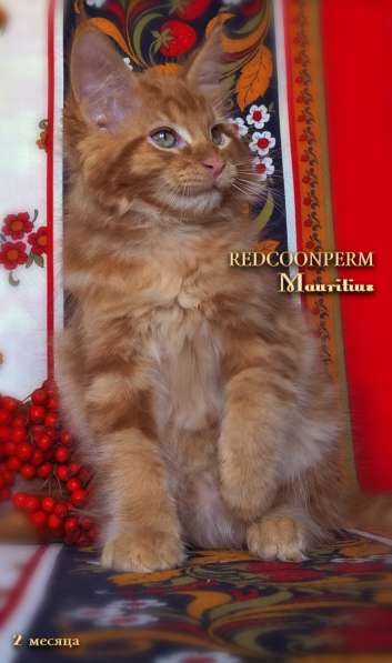 Котята мейн кун красные в Москве