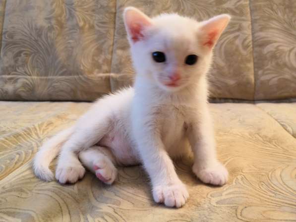 Отдам котят в добрые руки в Королёве фото 4
