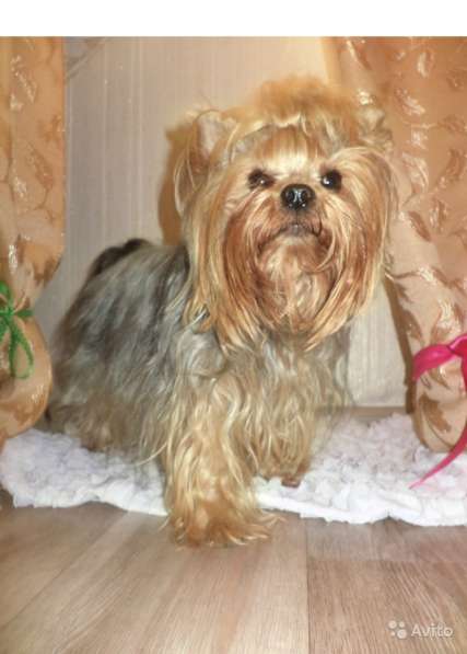 Йоркширский терьер. вязка в Новосибирске фото 13