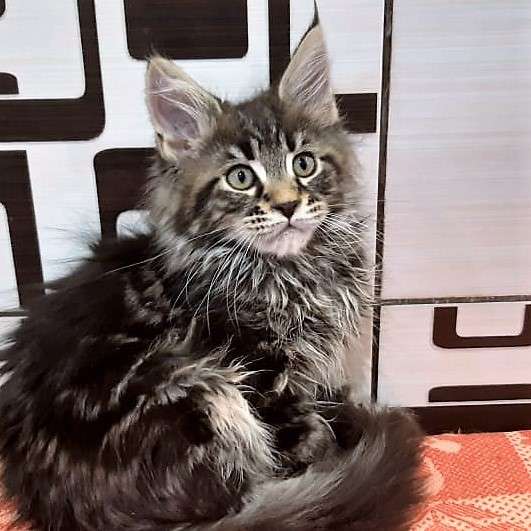 Котята породы мейн-кун из питомника Arktur в Екатеринбурге фото 11