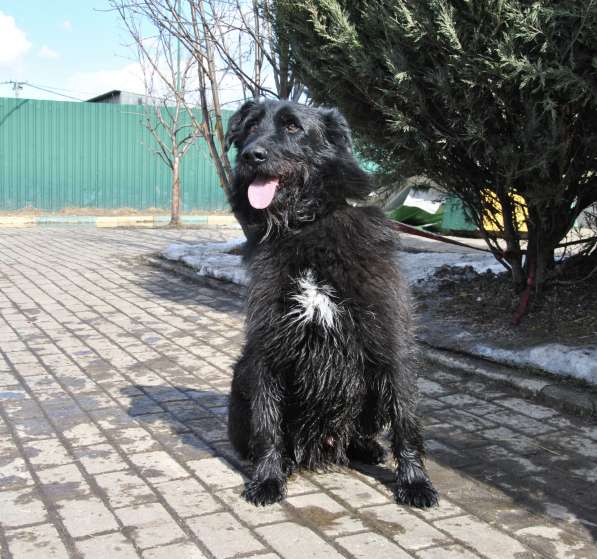 Собака в добрые руки в Москве фото 3