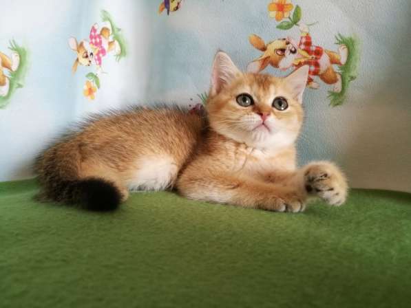 Котик золотая шиншилла в Казани фото 5