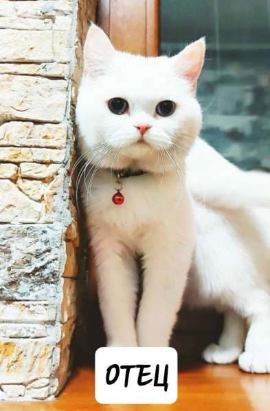 Котята скоттиш фолд в фото 14