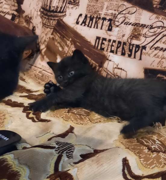 Котята девочки темненькие метисы от шотландской в Гатчине фото 3