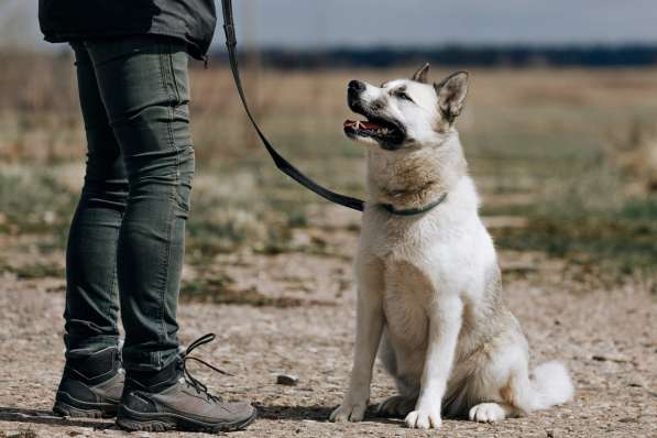 Суперактивная Халва в Москве фото 29