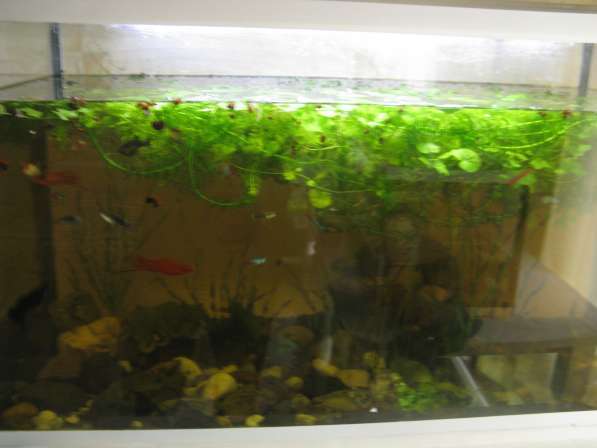 Продам аквариум, надёжный и крепкий, усиленный в Самаре фото 3