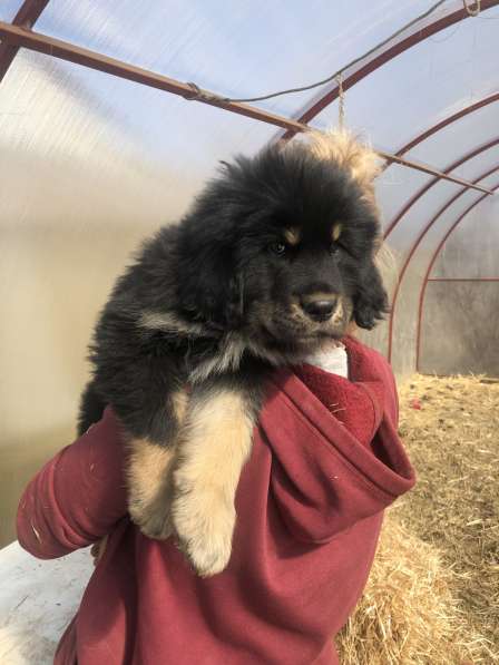 Продам щенков тибетского мастифа в Кашире фото 4