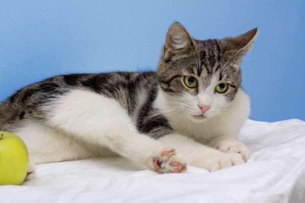 Котенок в добрые руки. Тошка-добрая душа в Москве фото 15