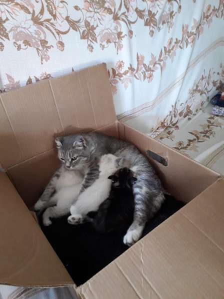 Котята в хорошие руки, бесплатно в Омске фото 7