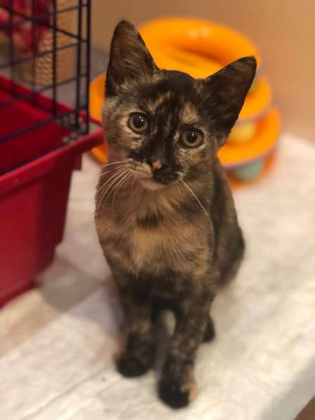 Котенок девочка 3.5 мес