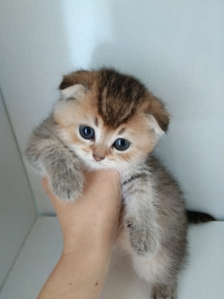 Шотландский малыш в Москве