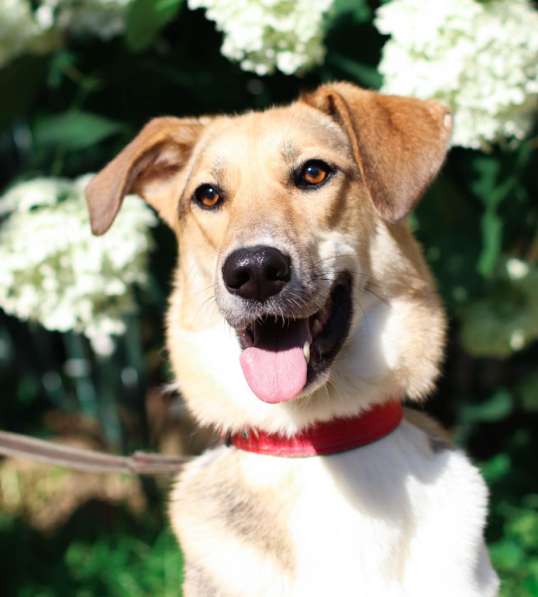 Собака Ладушка в добрые руки в Москве фото 6