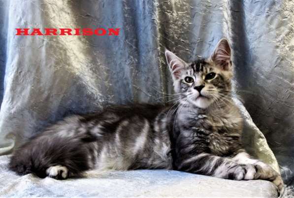 Продаются пушистые коты породы Мейн-кун в Санкт-Петербурге