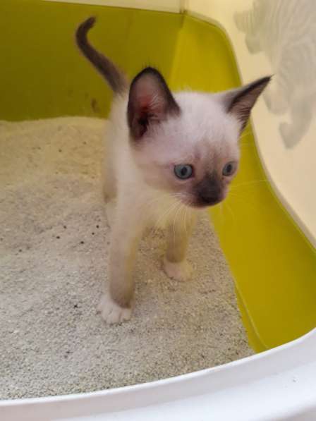 Котята сноу-шу в Санкт-Петербурге фото 5