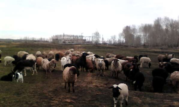 Овцы, бараны, ягнята в Красноярске фото 5