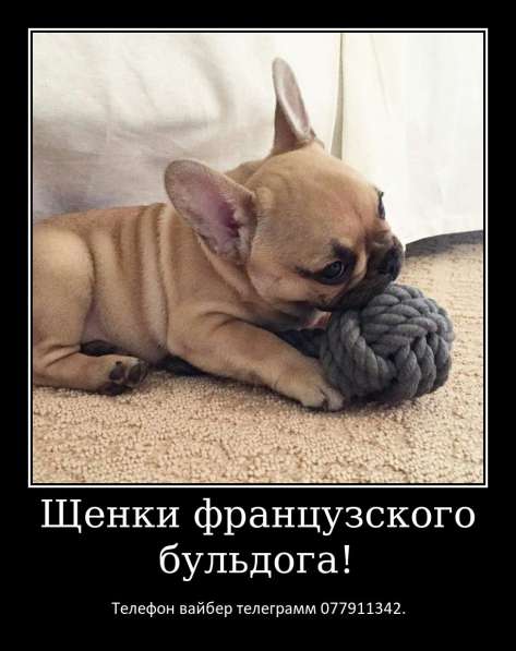Лучший Новогодний подарок это щенок французкого бульдога! в фото 6