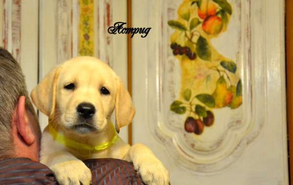 Щенки лабрадора из питомника в Белгороде фото 22