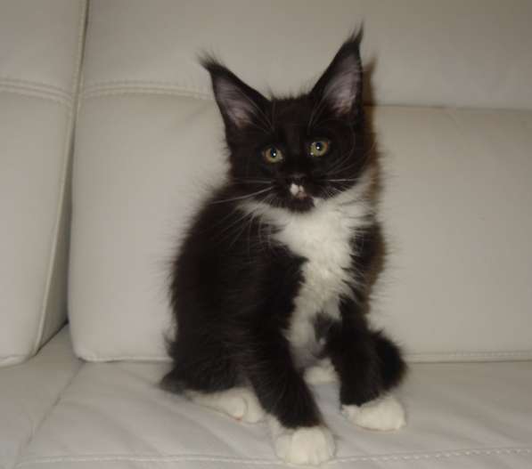 Лексус котик мейн кун в Москве фото 20