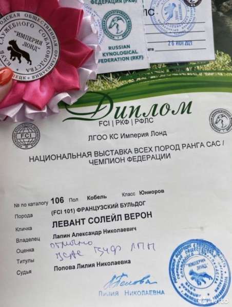 Французский бульдог вязка в Липецке фото 4