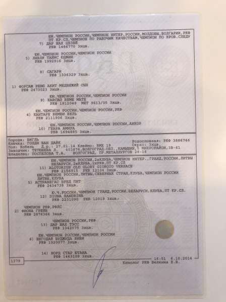 Продаются щенки бигля в Волгограде фото 24