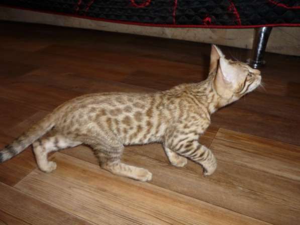 Продаются котята (гибрид Бенгала и Саванны F5) в Магнитогорске фото 3