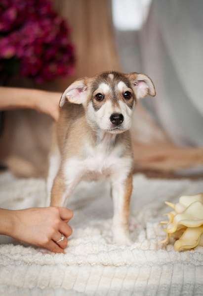 Ищут дом 11 щенков — метисы той-терьера в дар в Москве