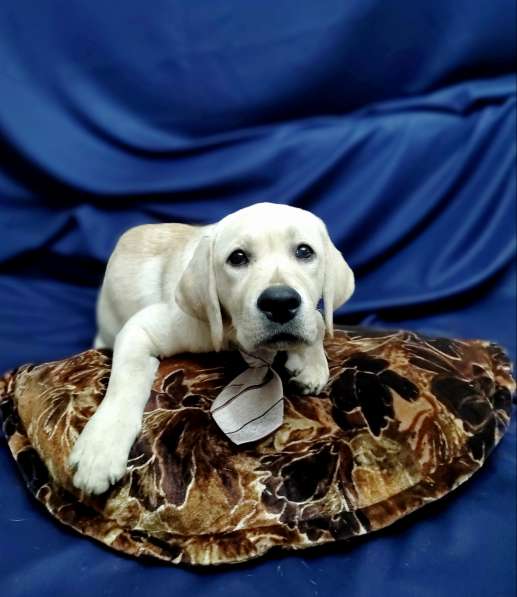 High quality Labrador Retriever puppies в фото 32