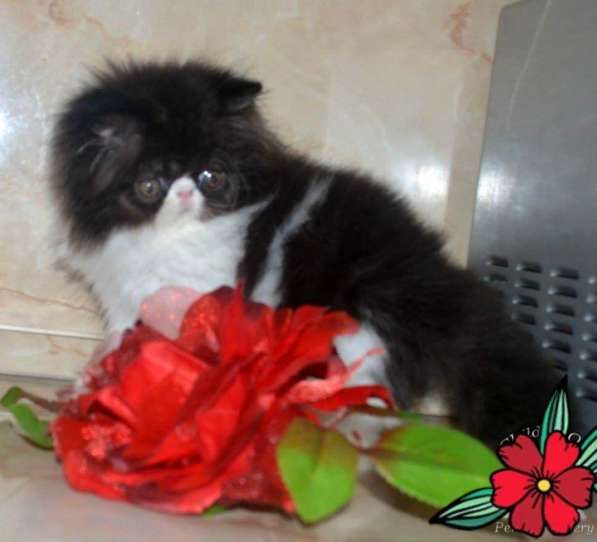 Перс в новый дом в Вологде фото 4