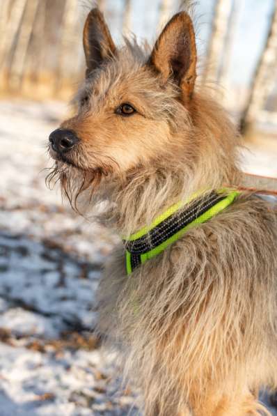 Трогательный Чарлик ищет дом в Москве фото 41