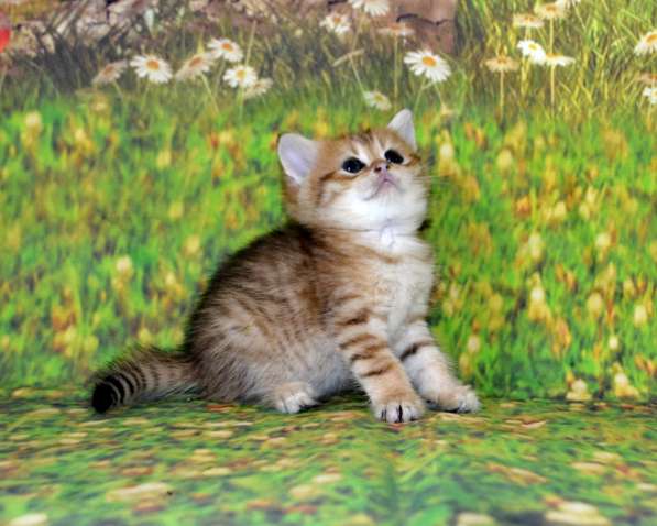 Золотой мальчик ny11 в Москве фото 11