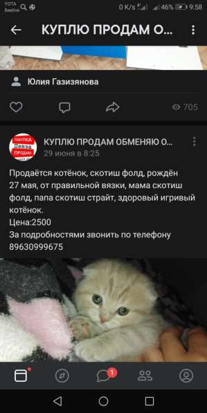 Котенок Скоттиш Фолд в Пензе фото 3