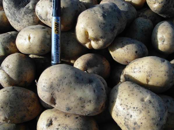 Коллекция самых урожайных сортов картофеля в фото 4