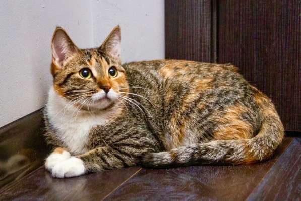 Кошечка Стеша - девочка с огоньком в добрые руки