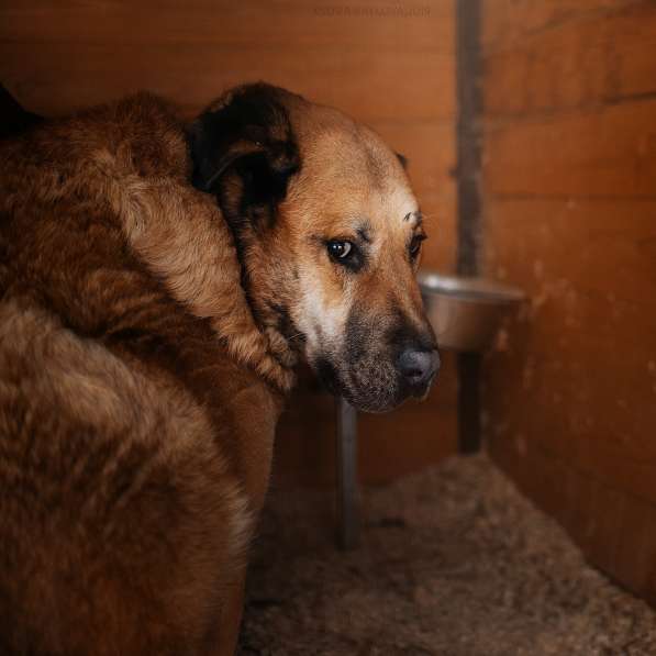 Кохинор ищет семью в Москве фото 16