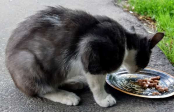 Шестимесячный котик на улице в Москве