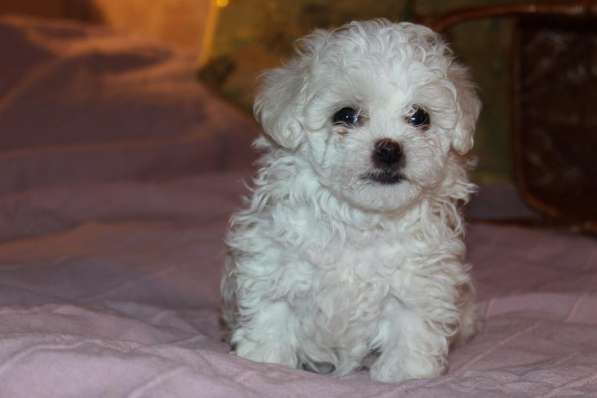 Балонез девочка