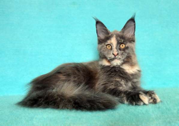 Кошечка мейн-кун из питомнника в Казани фото 27