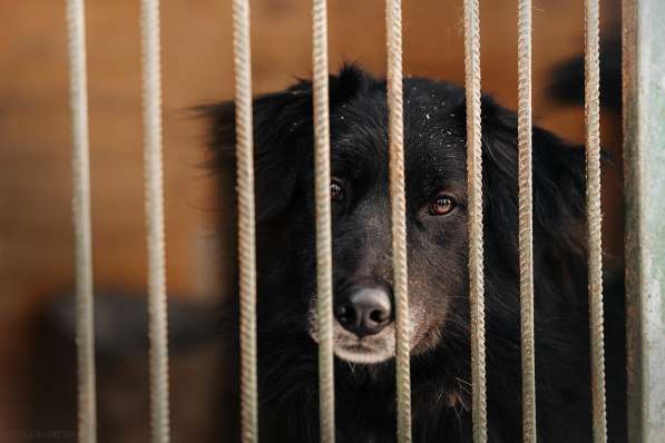 Весёлая, ласковая Чукча ищет семью в Москве фото 70