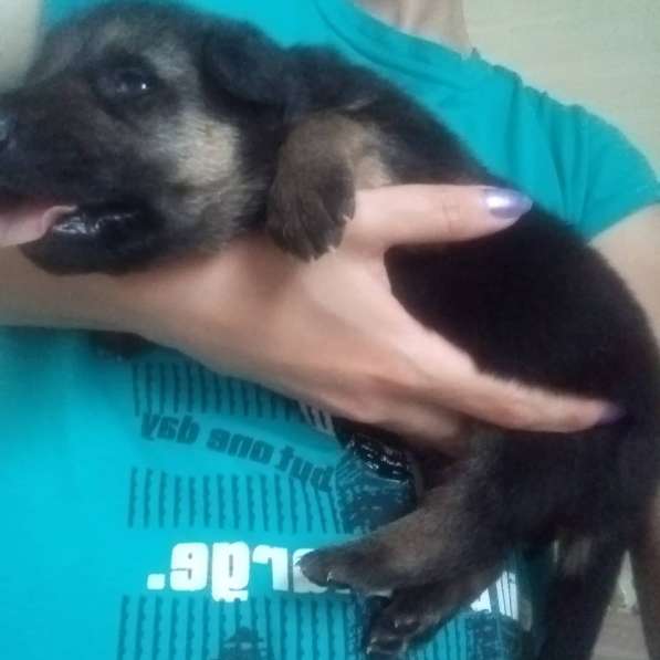 Продам щенков овчарки в Егорлыкской фото 5