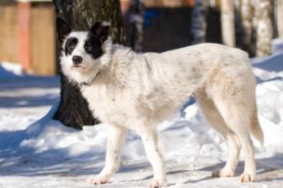 Отдам даром Ищет дом необычная собака Снежинка в Москве фото 3