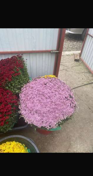 Хризантемы в Хасавюрте фото 5