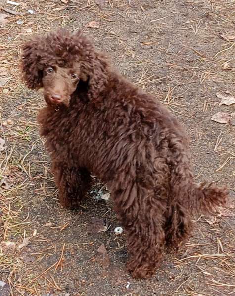 Той пудель черного окраса в Санкт-Петербурге фото 5