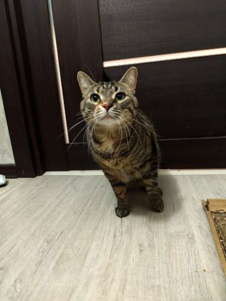 Кошечка даром