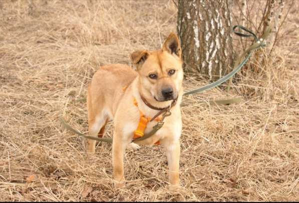 Джо и Ася ищут хоязина в Калуге фото 5