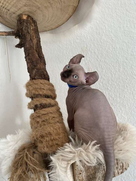 Сфинкс Эльф котята в 