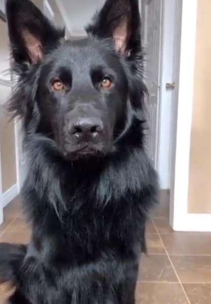 Немецкая овчарка черная