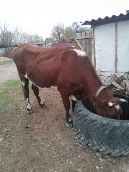 Корова в Сальске