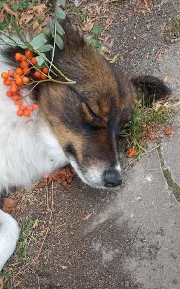 Маленькая идеальная собачка в Санкт-Петербурге фото 16