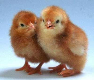 Суточные цыплята Ломан Браун в Тихорецке фото 5