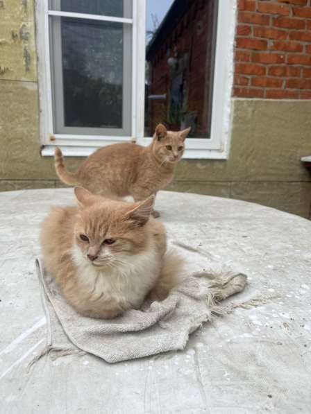 Срочно нужна помощь! в Краснодаре фото 3